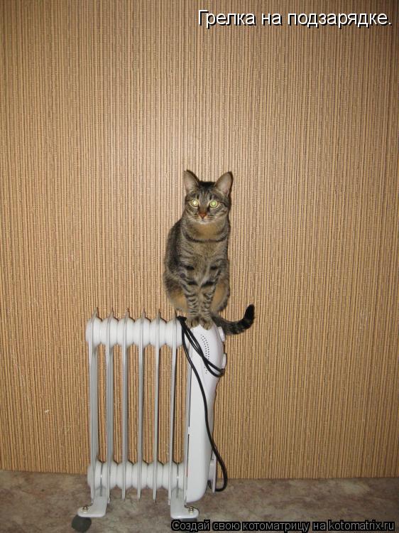 Грелка на подзарядке.... Котоматрица: Грелка на подзарядке.