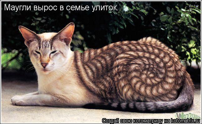 Котоматрица: Маугли вырос в семье улиток.