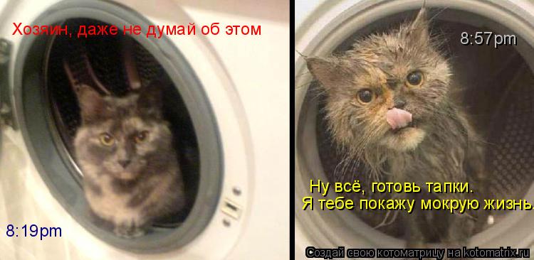 Хозяин, даже не думай об этом 8:19pm Ну всё, готовь тапки. Я тебе покажу мокрую жизнь. 8:57pm... Котоматрица: Хозяин, даже не думай об этом 8:19pm Ну всё, готовь тапки. Я тебе покажу мокрую жизнь. 8:57pm