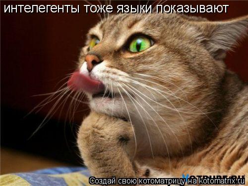 Котоматрица: интелегенты тоже языки показывают