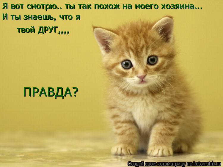 Котоматрица: Я вот смотрю.. ты так похож на моего хозяина... И ты знаешь, что я твой ДРУГ,,,, ПРАВДА?