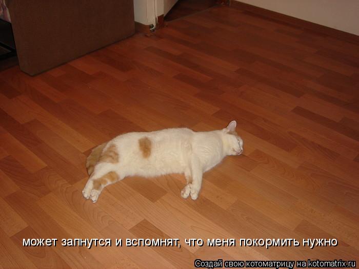 Котоматрица: может запнутся и вспомнят, что меня покормить нужно