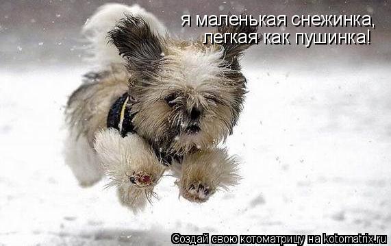 я маленькая снежинка, легкая как пушинка!... Котоматрица: я маленькая снежинка, легкая как пушинка!