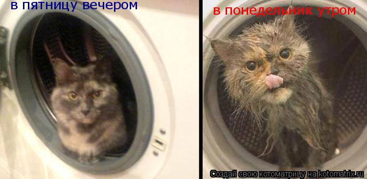 в пятницу вечером в понедельник утром... Котоматрица: в пятницу вечером в понедельник утром