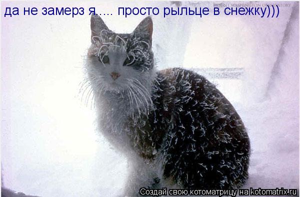 да не замерз я..... просто рыльце в снежку)))... Котоматрица: да не замерз я..... просто рыльце в снежку)))