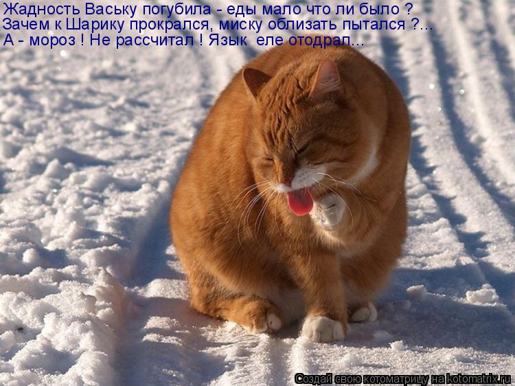 Жадность Ваську погубила - еды мало что ли было ? Зачем к Шарику прокрался, миску облизать пытался ?.... Котоматрица: Жадность Ваську погубила - еды мало что ли было ? Зачем к Шарику прокрался, миску облизать пытался ?... А - мороз ! Не рассчитал ! Язык еле отодр