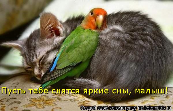 Пусть тебе снятся яркие сны, малыш!... Котоматрица: Пусть тебе снятся яркие сны, малыш!