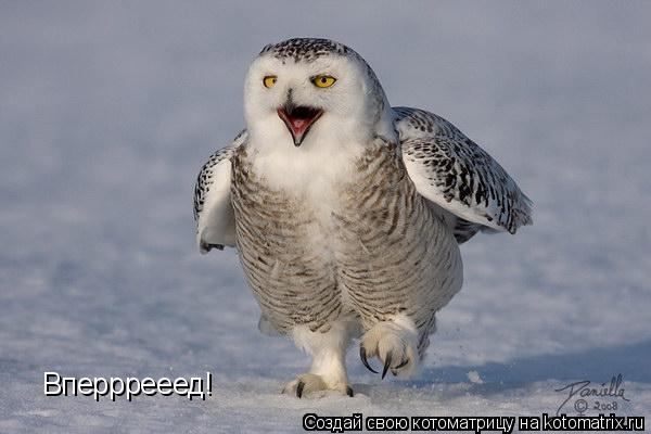 Вперррееед!... Котоматрица: Вперррееед!