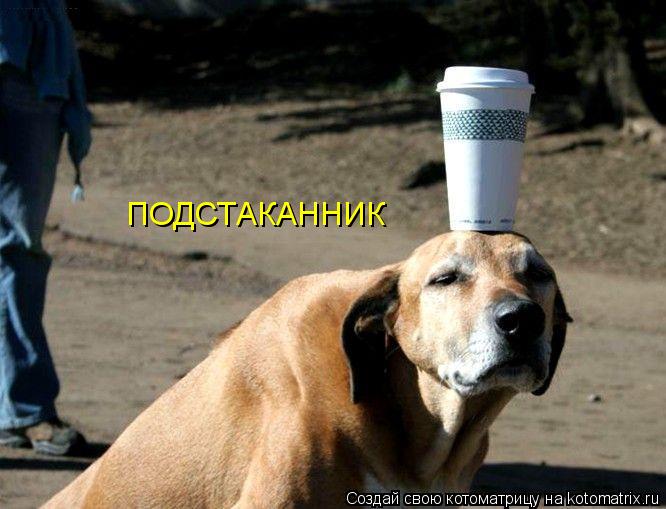 ПОДСТАКАННИК... Котоматрица: ПОДСТАКАННИК