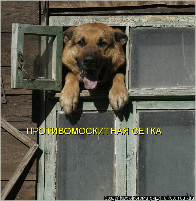ПРОТИВОМОСКИТНАЯ СЕТКА... Котоматрица: ПРОТИВОМОСКИТНАЯ СЕТКА