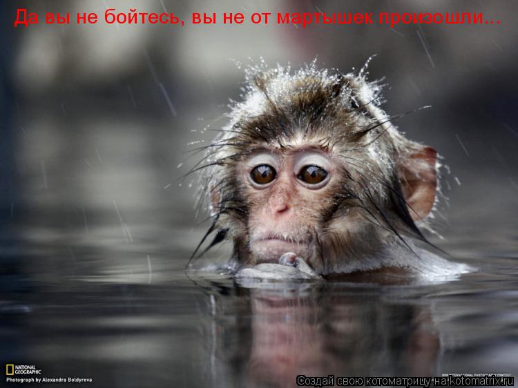 Да вы не бойтесь, вы не от мартышек произошли...... Котоматрица: Да вы не бойтесь, вы не от мартышек произошли...