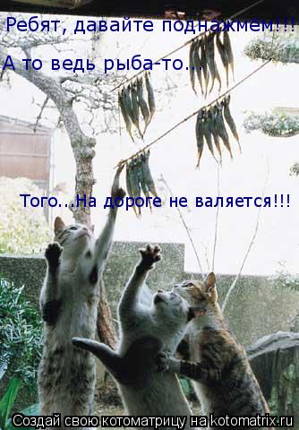 Ребят, давайте поднажмём!!! А то ведь рыба-то... Того...На дороге не валяется!!!... Котоматрица: Ребят, давайте поднажмём!!! А то ведь рыба-то... Того...На дороге не валяется!!!