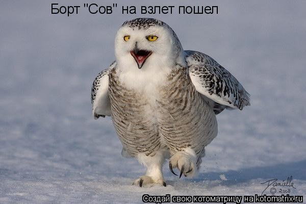 Борт "Сов" на взлет пошел... Котоматрица: Борт "Сов" на взлет пошел