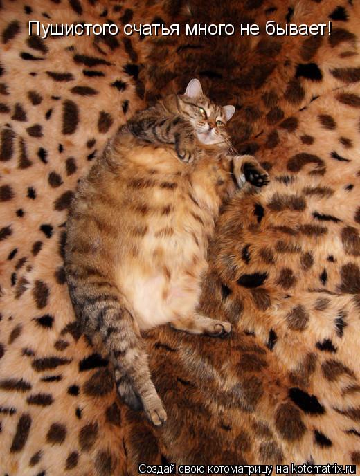 Пушистого счатья много не бывает!... Котоматрица: Пушистого счатья много не бывает!
