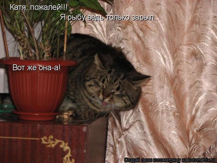 Катя, пожалей!!! Я рыбу ведь только зарыл... Вот же она-а!... Котоматрица: Катя, пожалей!!! Я рыбу ведь только зарыл... Вот же она-а!
