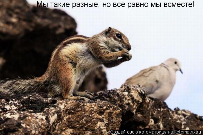 Мы такие разные, но всё равно мы всместе!... Котоматрица: Мы такие разные, но всё равно мы всместе!