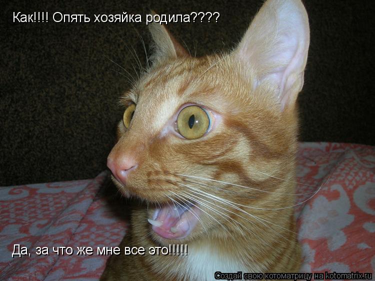Как!!!! Опять хозяйка родила???? Да, за что же мне все это!!!!!... Котоматрица: Как!!!! Опять хозяйка родила???? Да, за что же мне все это!!!!!