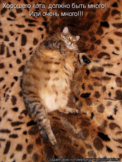 Хорошего кота, должно быть много!!! Или очень много!!!... Котоматрица: Хорошего кота, должно быть много!!! Или очень много!!!