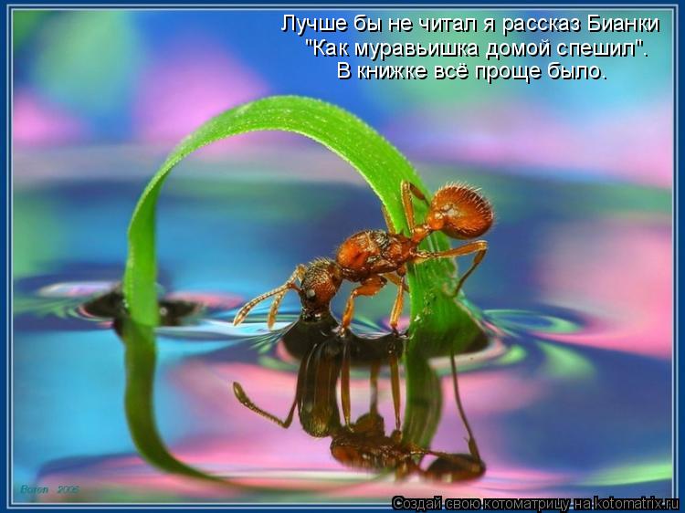 Лучше бы не читал я рассказ Бианки "Как муравьишка домой спешил". В книжке всё проще было.... Котоматрица: Лучше бы не читал я рассказ Бианки "Как муравьишка домой спешил". В книжке всё проще было.