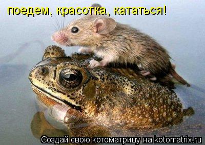 поедем, красотка, кататься!... Котоматрица: поедем, красотка, кататься!