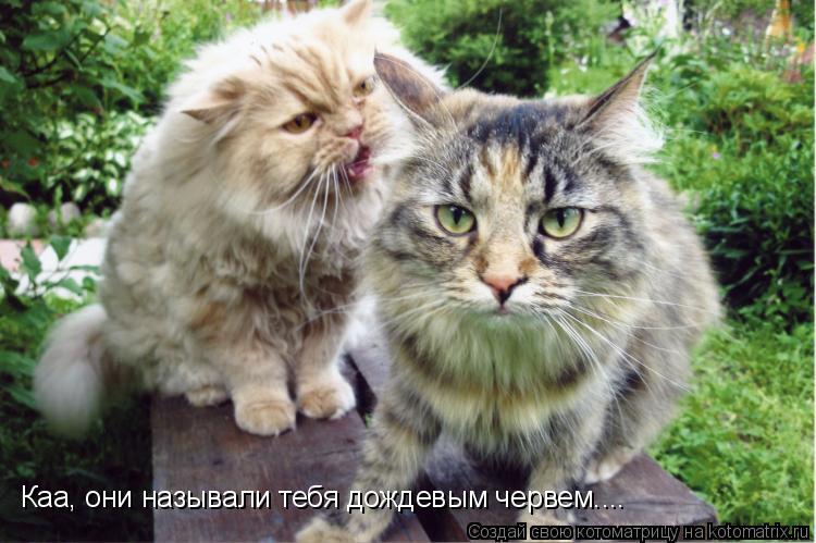 Каа, они называли тебя дождевым червем....... Котоматрица: Каа, они называли тебя дождевым червем....