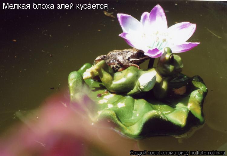 Мелкая блоха злей кусается...... Котоматрица: Мелкая блоха злей кусается...