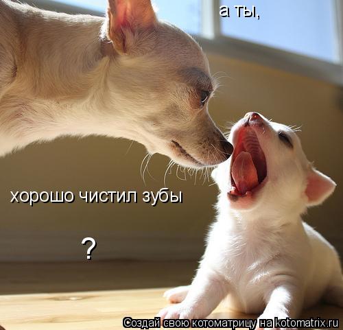 а ты, хорошо чистил зубы ?... Котоматрица: а ты, хорошо чистил зубы ?