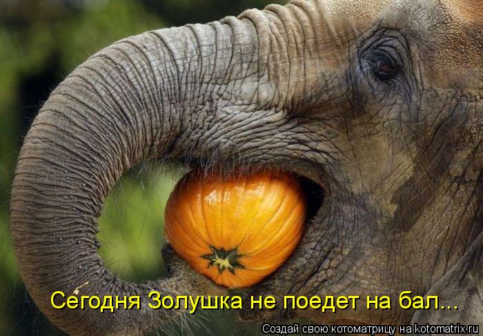 Котоматрица: Сегодня Золушка не поедет на бал...
