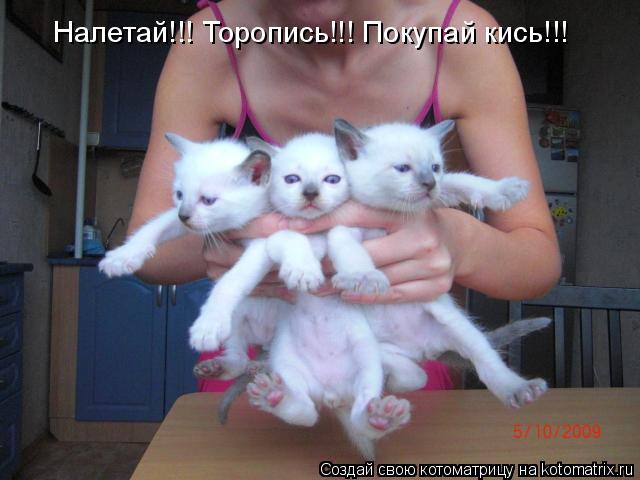 Налетай!!! Торопись!!! Покупай кись!!!... Котоматрица: Налетай!!! Торопись!!! Покупай кись!!!