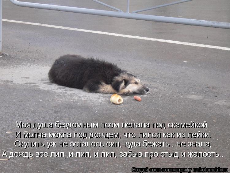 Моя душа бездомным псом лежала под скамейкой И молча мокла под дождем, что лился как из лейки. Скулит... Котоматрица: Моя душа бездомным псом лежала под скамейкой И молча мокла под дождем, что лился как из лейки. Скулить уж не осталось сил, куда бежать – не з