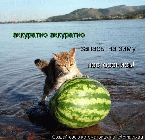 аккуратно аккуратно запасы на зиму посторонись!... Котоматрица: аккуратно аккуратно запасы на зиму посторонись!