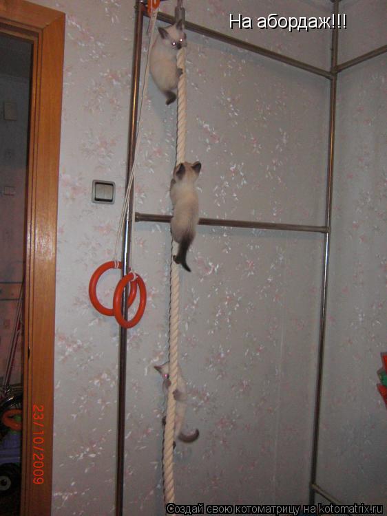 На абордаж!!!... Котоматрица: На абордаж!!!