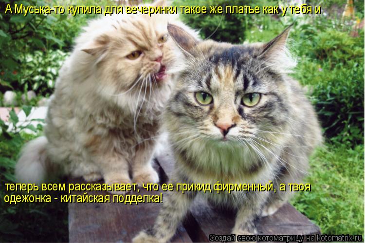А Муська-то купила для вечеринки такое же платье как у тебя и теперь всем рассказывает, что ее прики... Котоматрица: А Муська-то купила для вечеринки такое же платье как у тебя и теперь всем рассказывает, что ее прикид фирменный, а твоя одежонка - китайская
