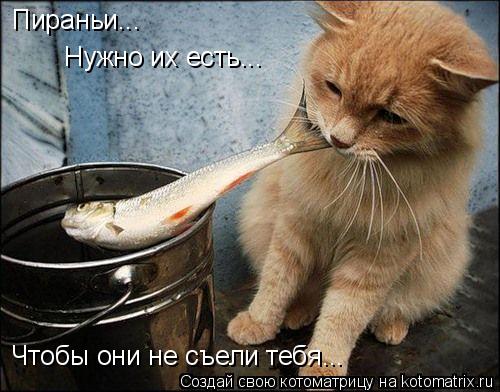 Пираньи... Нужно их есть... Чтобы они не съели тебя...... Котоматрица: Пираньи... Нужно их есть... Чтобы они не съели тебя...