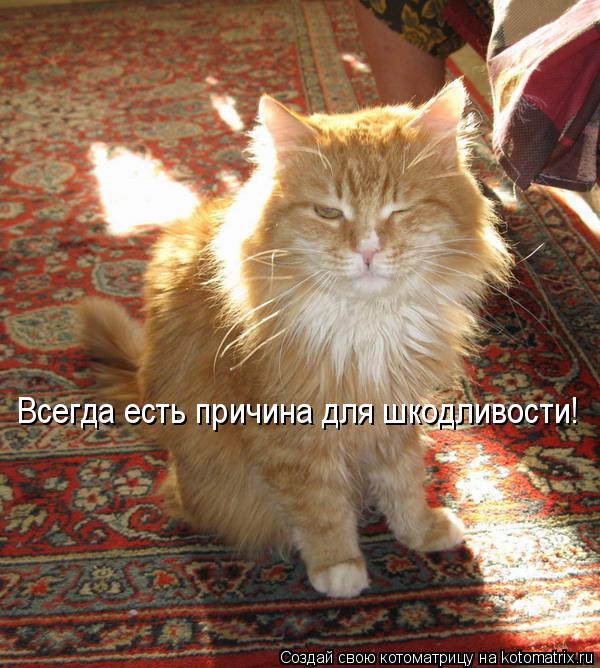 Котоматрица: Всегда есть причина для шкодливости!