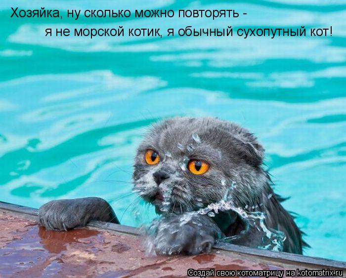 Котоматрица: Хозяйка, ну сколько можно повторять -  я не морской котик, я обычный сухопутный кот!