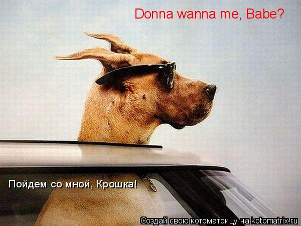 Котоматрица: Donna wanna me, Babe? Пойдем со мной, Крошка!