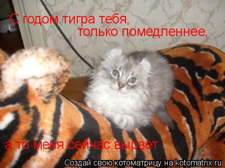 Котоматрица: С годом тигра тебя,  только помедленнее, а то меня сейчас вырвет