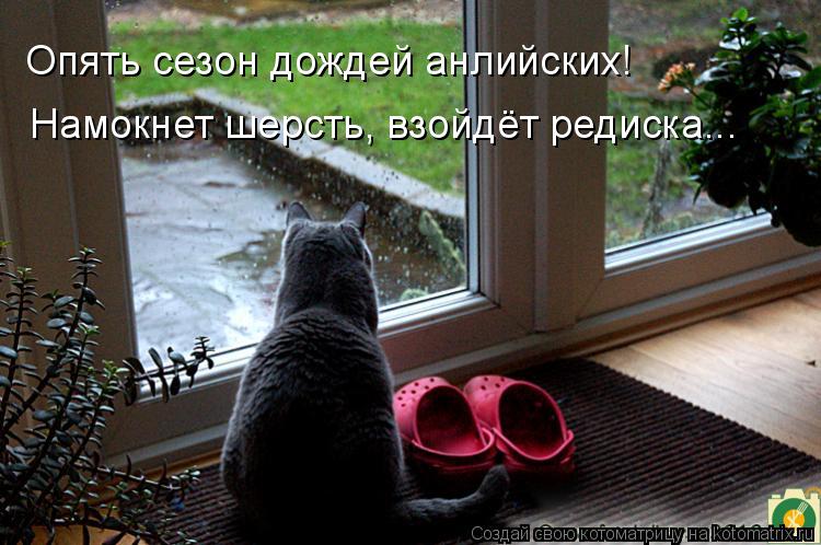 Котоматрица: Опять сезон дождей анлийских! Намокнет шерсть, взойдёт редиска...