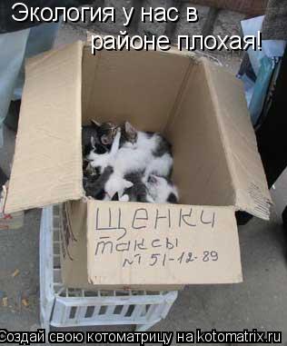 Котоматрица: Экология у нас в  районе плохая!