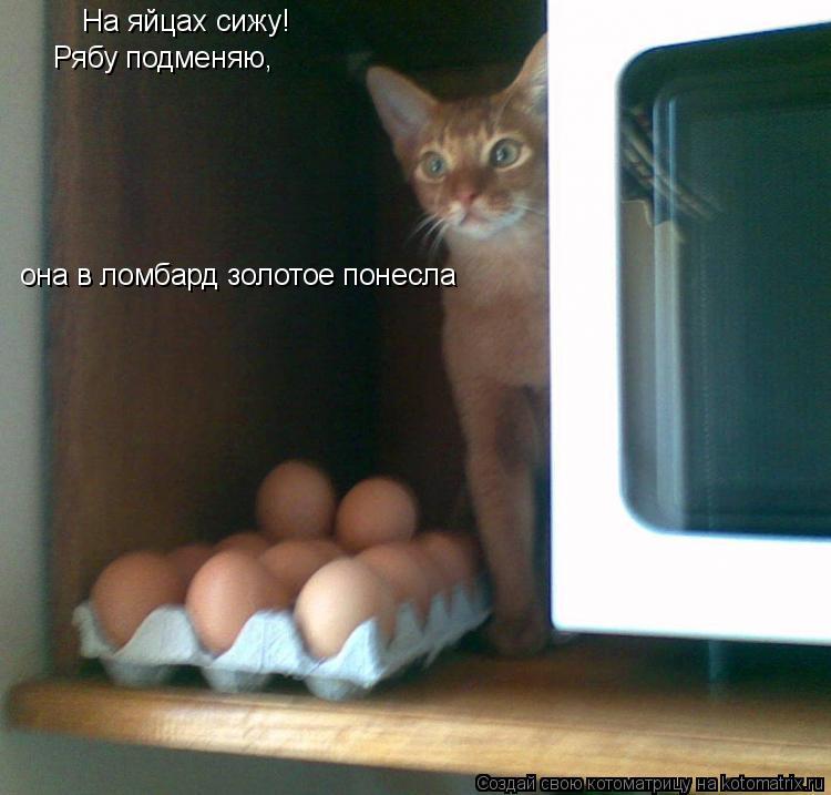 Котоматрица: На яйцах сижу!  Рябу подменяю,  она в ломбард золотое понесла
