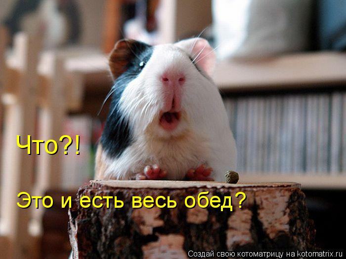 Котоматрица: Что?! Это и есть весь обед?