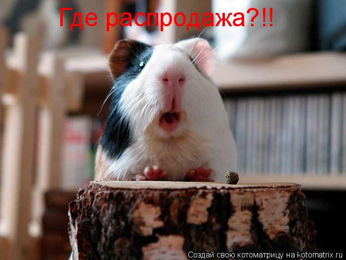 Котоматрица: Где распродажа?!!