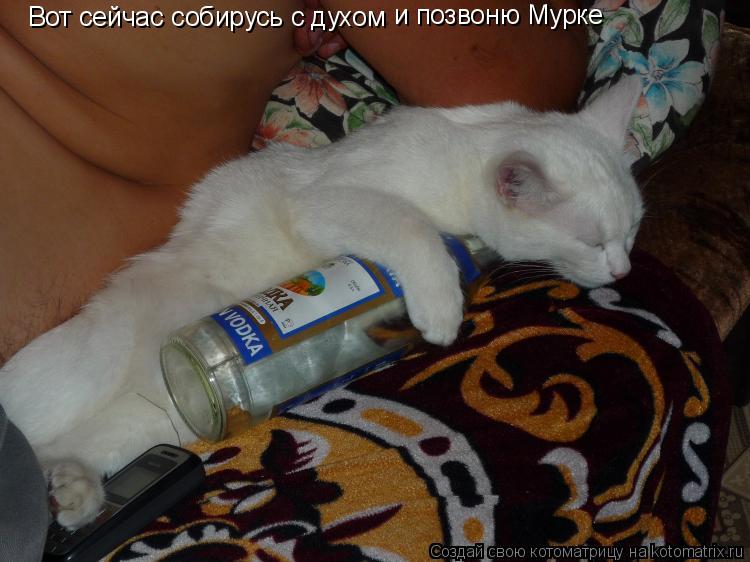 Котоматрица: Вот сейчас собирусь с духом и позвоню Мурке
