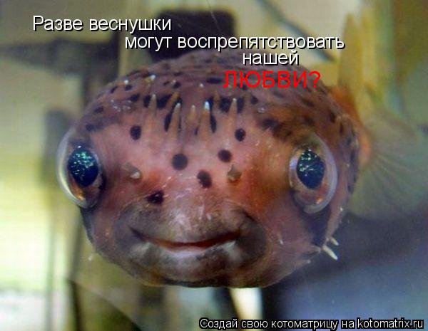 Котоматрица: Разве веснушки могут воспрепятствовать нашей ЛЮБВИ?