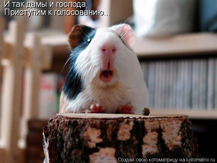 Котоматрица: И так,дамы и господа , Приступим к голосованию...