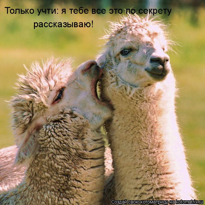 Котоматрица: Только учти: я тебе все это по секрету  рассказываю!