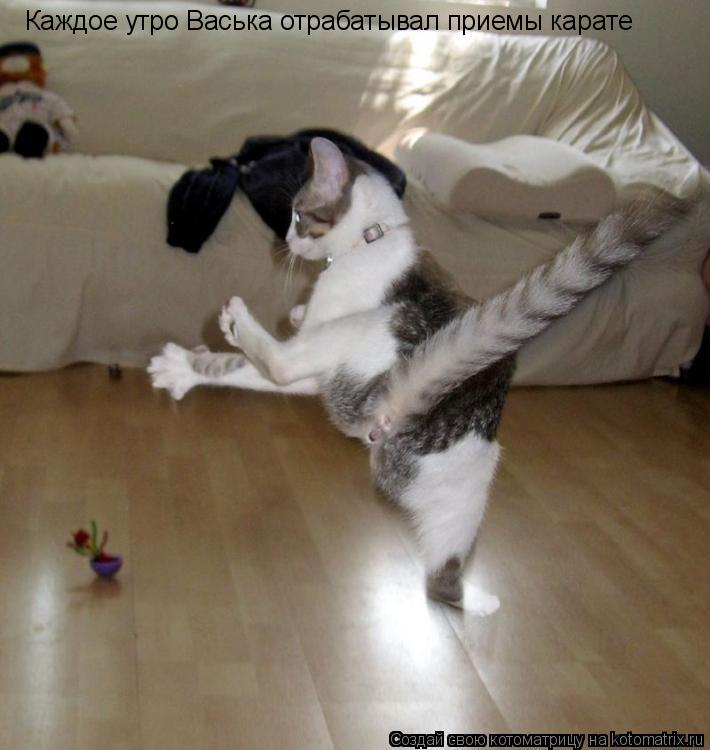 Котоматрица: Каждое утро Васька отрабатывал приемы карате
