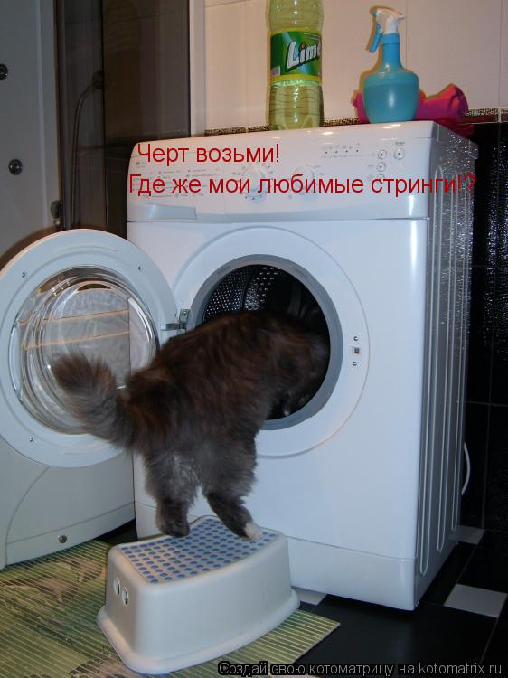 Котоматрица: Черт возьми! Где же мои любимые стринги!? Черт возьми!  Где же мои любимые стринги!?
