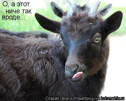 Котоматрица: О, а этот ниче так вроде...